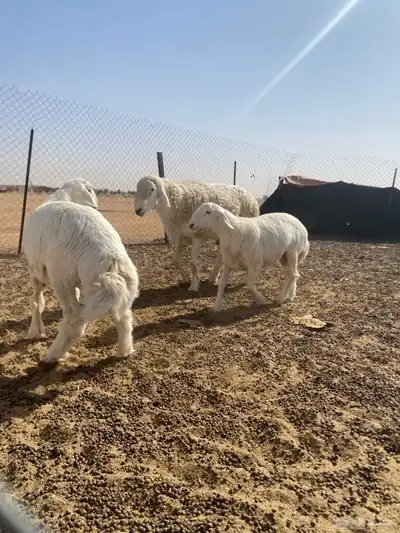 خرفان مشاريع فحول طيبه معرفه 6