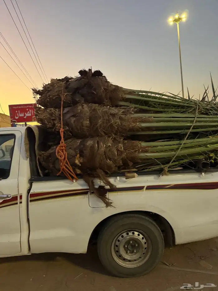 نخيل لبيع 12