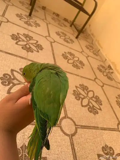 دره هدد خارجي تم البيع 5