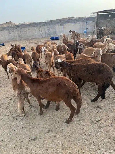 طليان سواكن 1