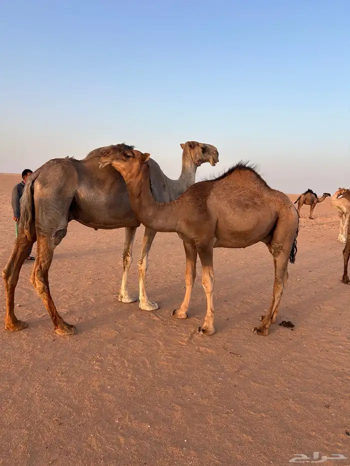 للبيع ناقة عشرا باكستانيه 8