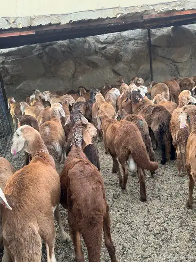 طليان سواكن 4