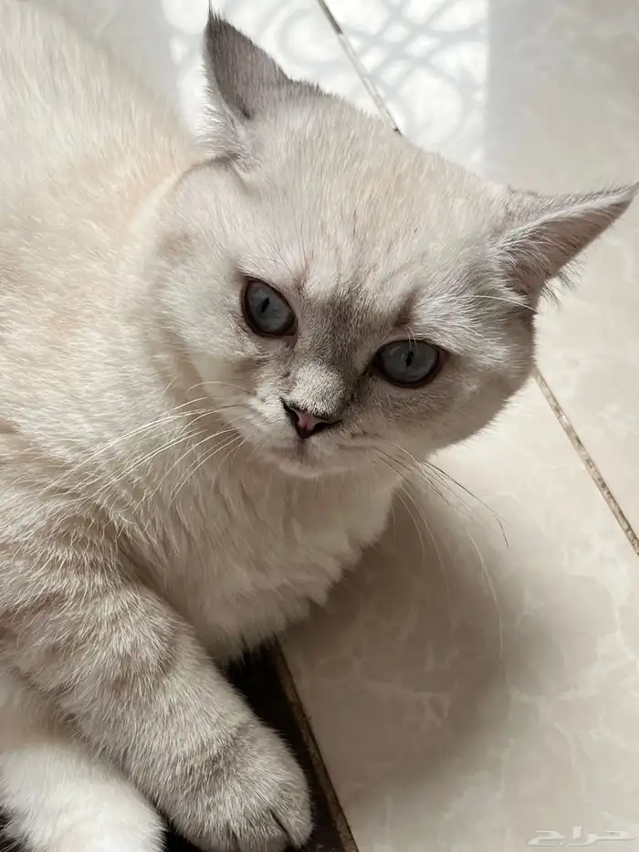 قط ذكر للتزاوج 2