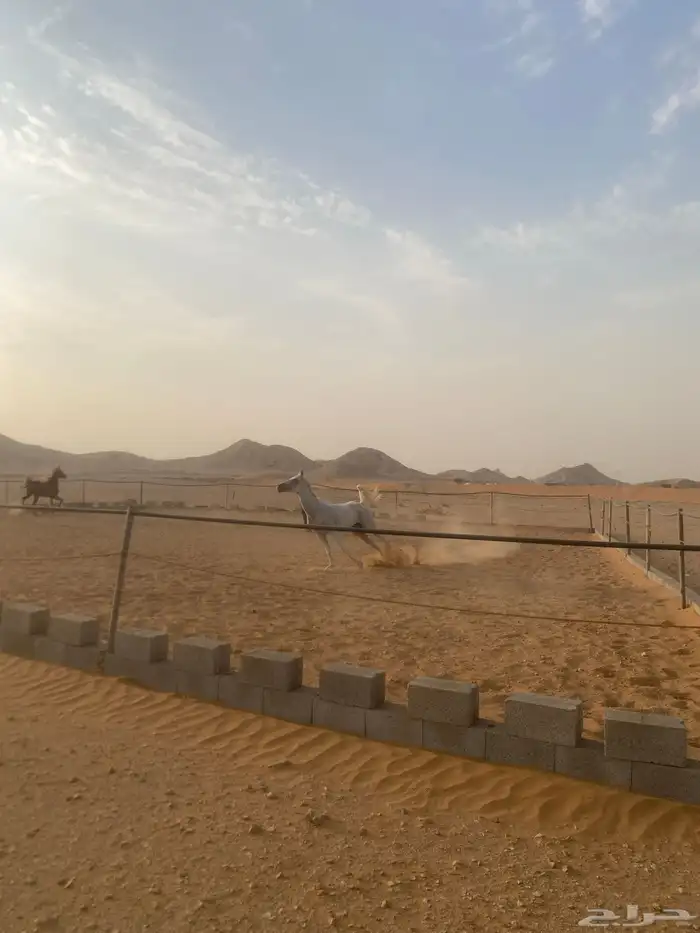 فرس شعبيه 0