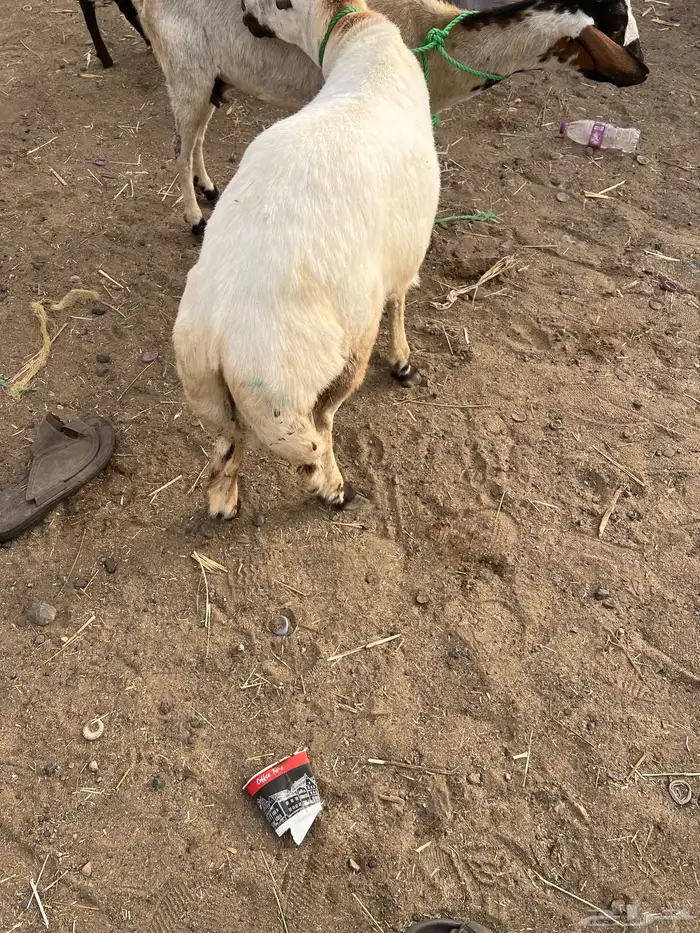 كبش بلدي مربى العمر تقريبا  8 اشهر 2