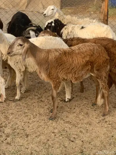 للبيع رخال سواكنيات ومعزا عوراض 7