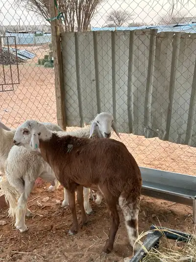 سواكني للبيع 4