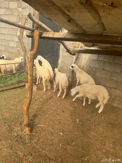 خرفان للبيع بلدي شرط 8