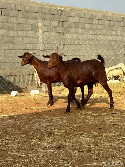 جفرتين عناقين دهم نادرة لأهل الصنف 7