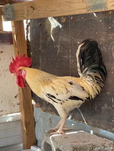 ديك طيب صنف 0