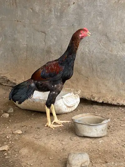 ديوك باكستاني 3