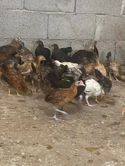 دجاج بلدي 3
