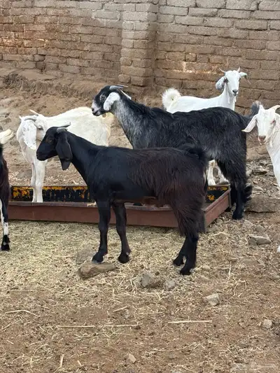 طليان سواكن وتيوس مخاصي 2
