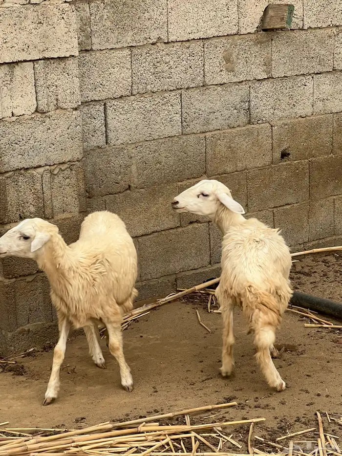 للبيع رخلتين 3