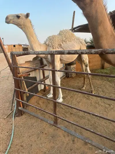 قعود قصب طيب 2