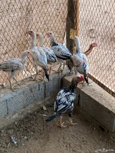 دجاج باكستاني 4