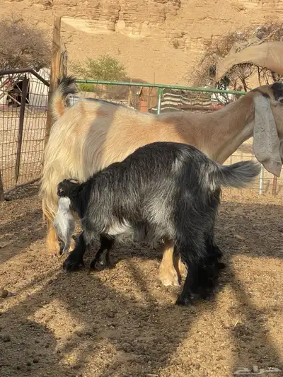 جفره لبانيه مغلق شحم 0