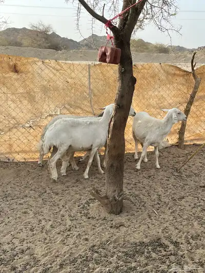 غنم دفيع 12