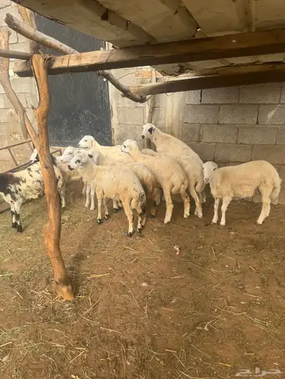 خرفان للبيع بلدي شرط 2
