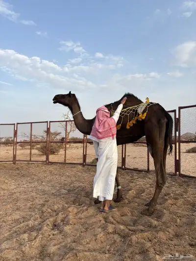 بكرغرابية ضريبة 5
