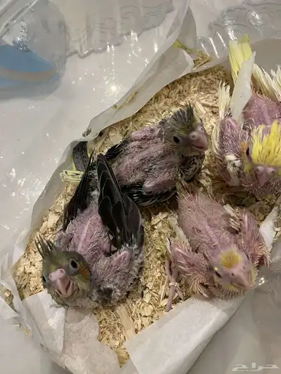 فروخ كروان 0