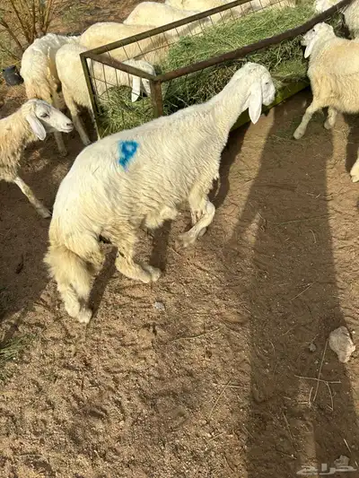 طليان للبيع مكه الجموم السعر 950 نوفر لك توصيل للمسلخ 0