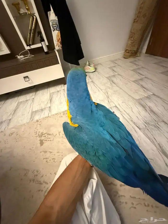 ببغاء مكاو آليف 0