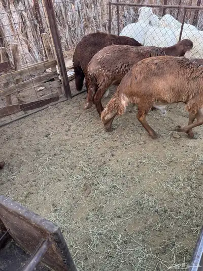 سواكن حمريات للبيع 0