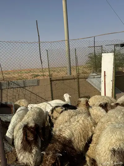بهم نعيم العدد 16 1