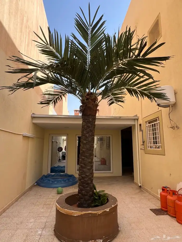 نخلة صناعيه زينه 0