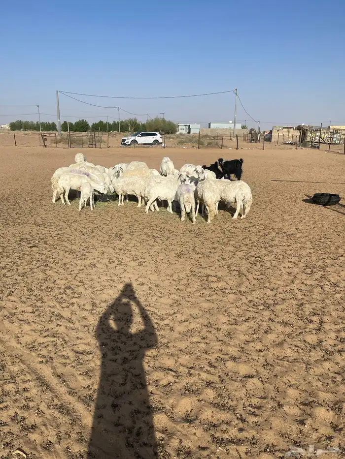 غنم حري خلفات البيع السوم 1600 الموقع ب عفيف 4