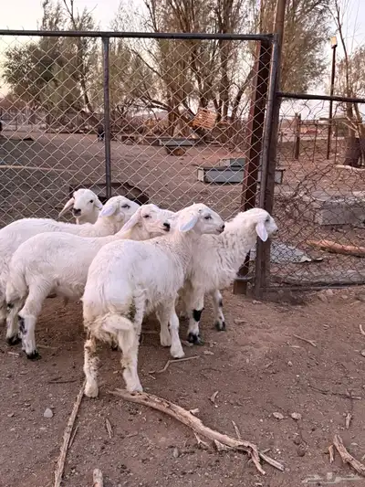 طليان حريات من انتاج المراح 2