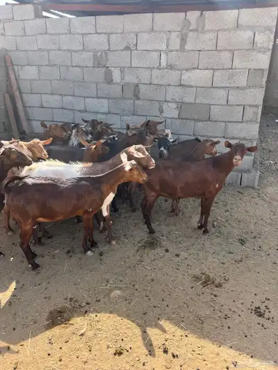 معزاء حص جم بفحلها 8