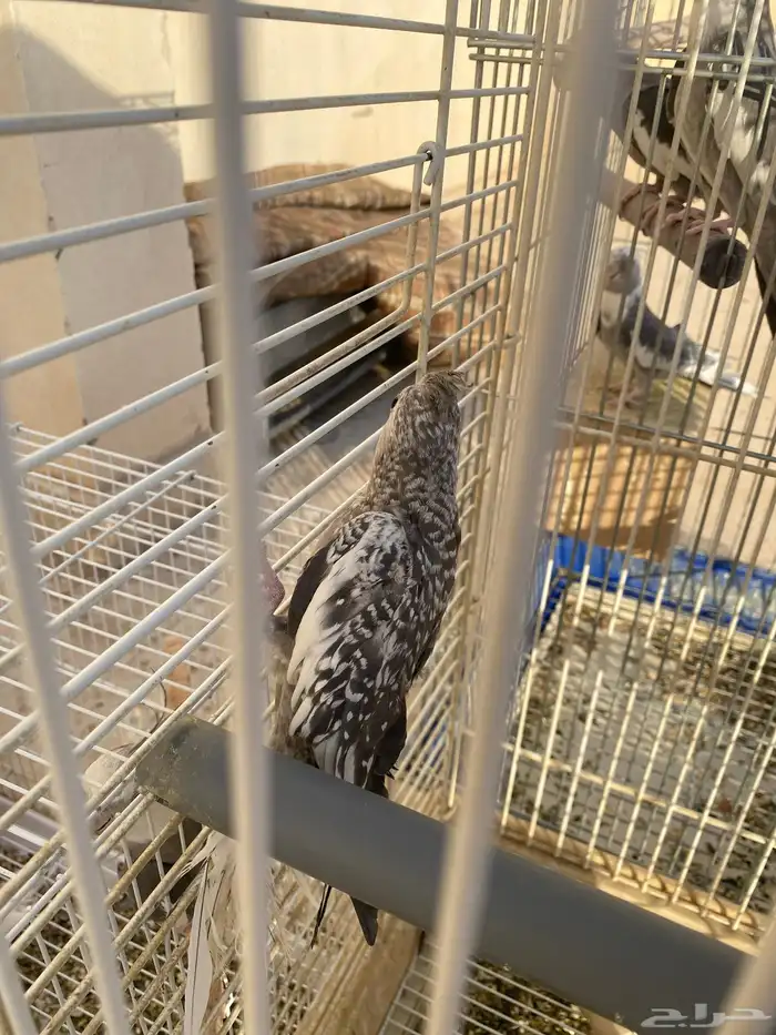 25 طير كروان هولندي للبيع 7