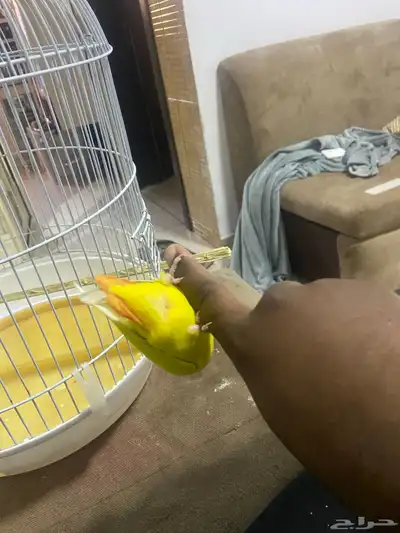روز اليف 0