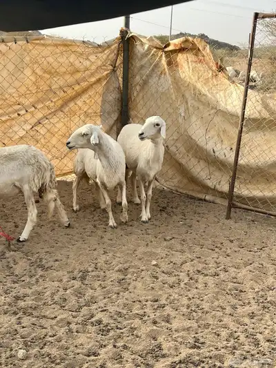 غنم دفيع 8