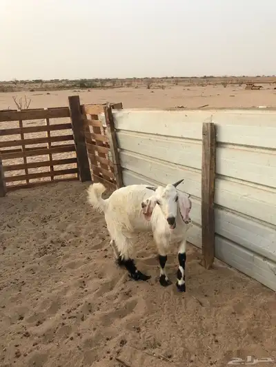 تيس ذبيحة 0