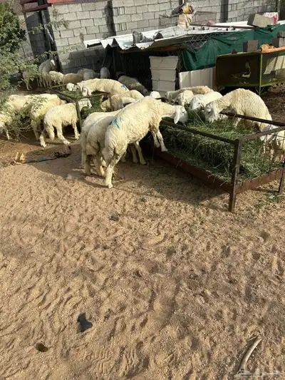 طليان للبيع مكه الجموم السعر 950 نوفر لك توصيل للمسلخ 2