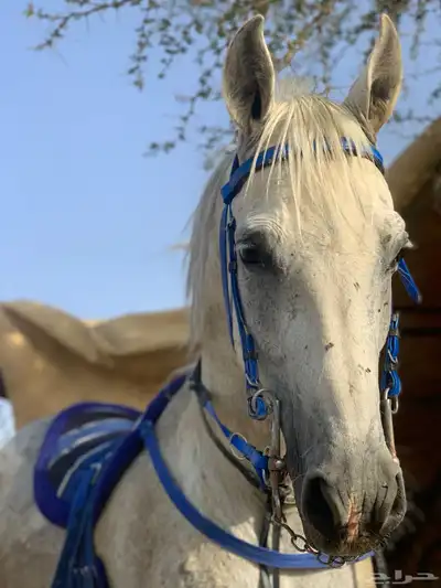 مستلزمات خيل للبيع 5