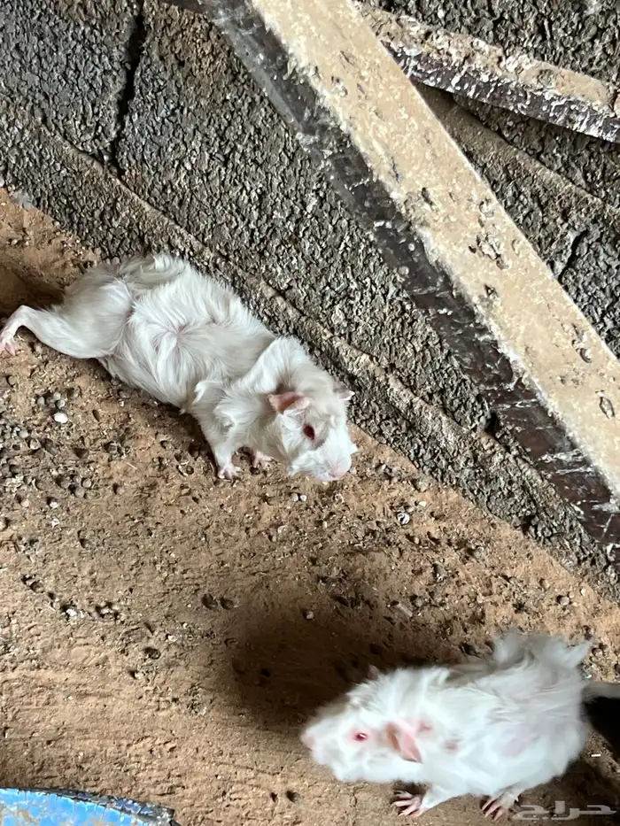بلديه و برا ن 7