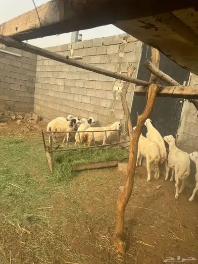 خرفان للبيع بلدي شرط 7