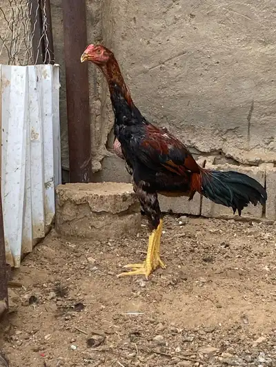 ديوك باكستاني 5