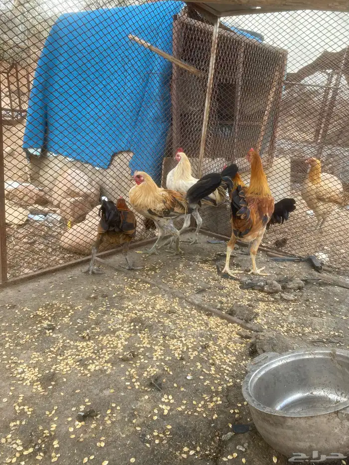 دجاج بلدي 2