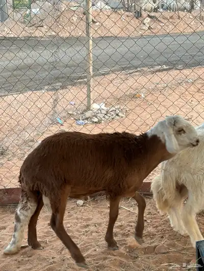 سواكني للبيع 6