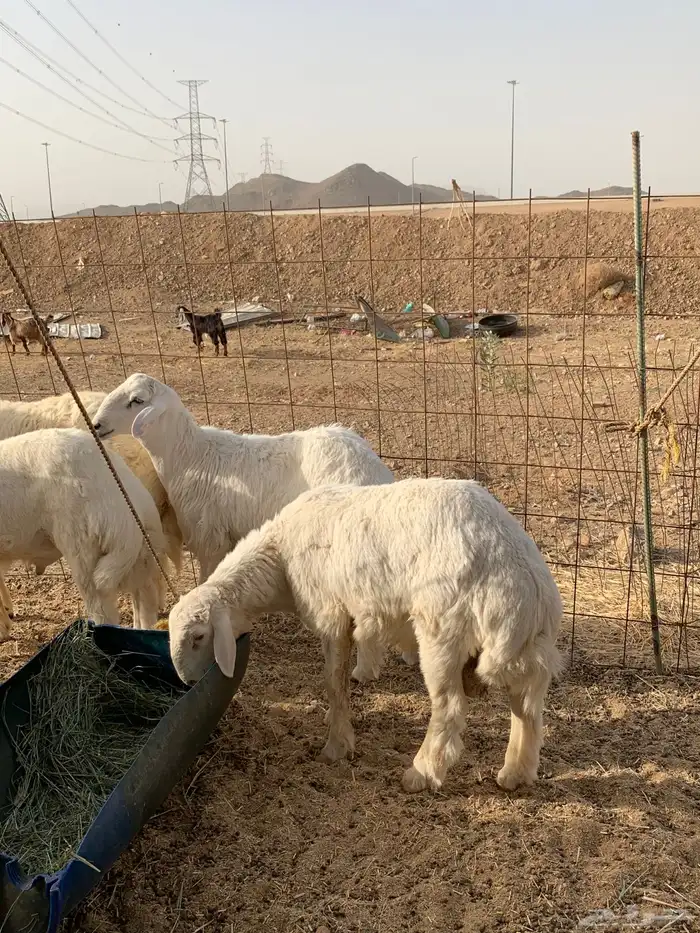 حري ذبايح مناسبات طليان رخال تيوس يوجد صلخ وتوصيل 1