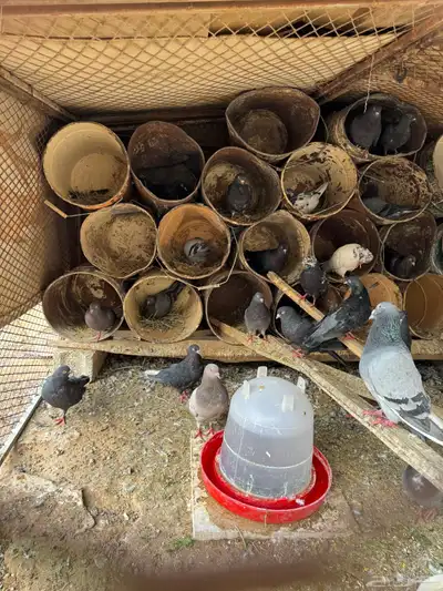 حمام مفروز 15 جوز 8