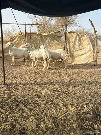 غنم دفيع 2