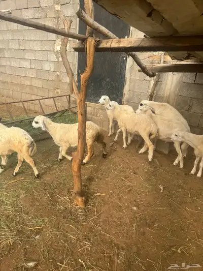 خرفان للبيع بلدي شرط 5