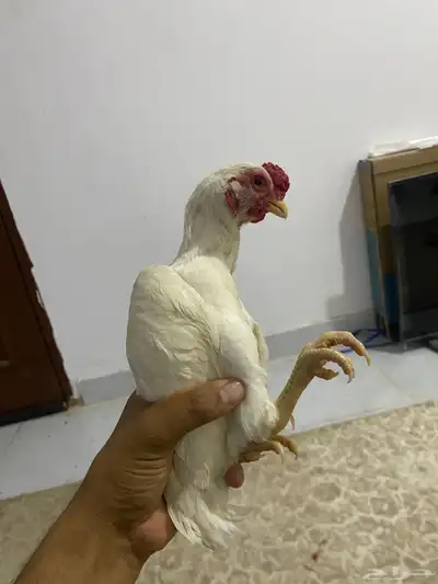 طقمين دجاج قزم 7