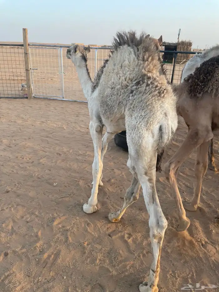 حشو للبيع 5